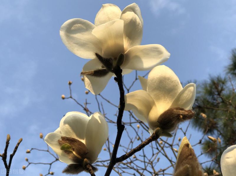 红玉兰什么时候开花「红玉兰什么时候开花结果」