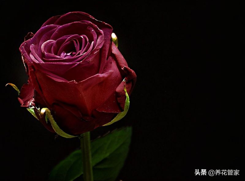红玫瑰哪个品种最好看「红玫瑰都有什么品种」