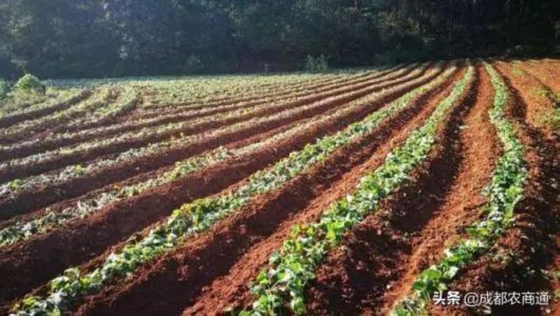 红薯如何种植「红薯如何种植方法视频」