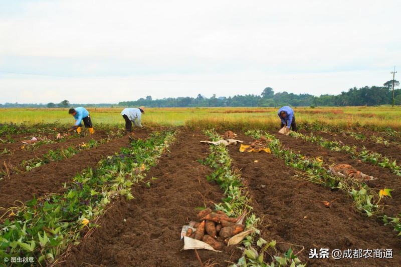 红薯如何种植「红薯如何种植方法视频」