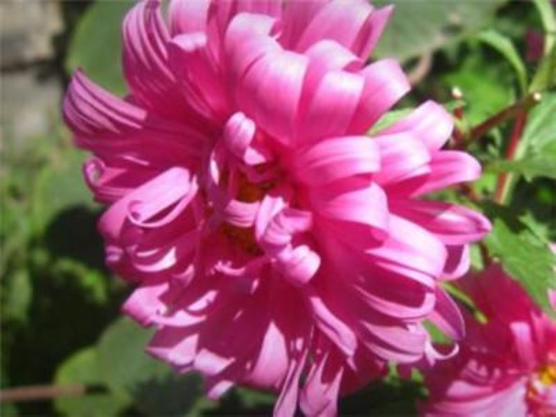 翠菊什么时候播种最好「翠菊什么时候播种最好-」