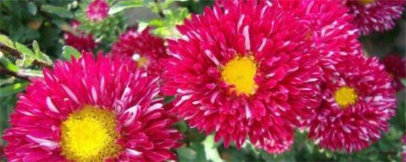 翠菊几月份种「翠菊几月份种合适」