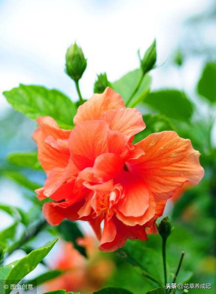 芙蓉树盆景怎么养「」