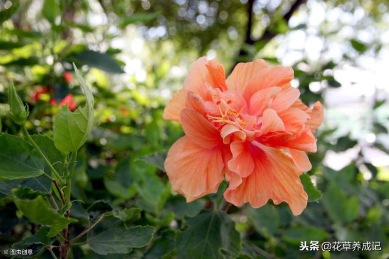 芙蓉树盆景怎么养「」_1