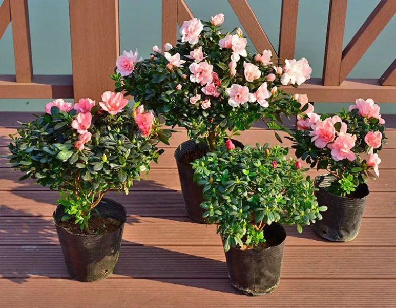 花中西施指的是哪种花「花中西施指的是哪种花花」
