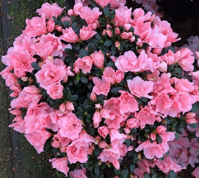 花中西施指的是哪种花「花中西施指的是哪种花花」