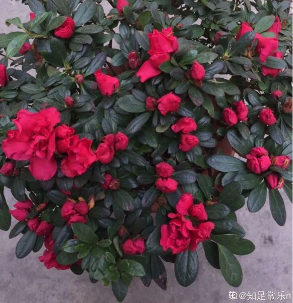 花中西施指的是哪种花「花中西施指的是哪种花花」