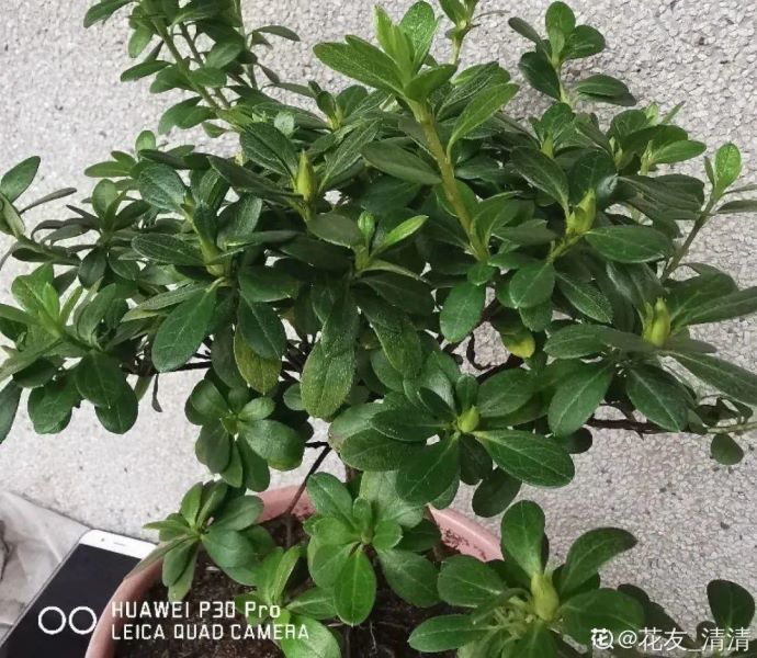 花中西施指的是哪种花「花中西施指的是哪种花花」