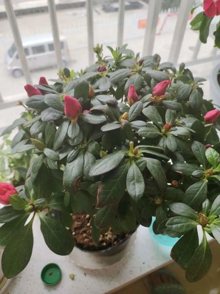 花中西施指的是哪种花「花中西施指的是哪种花花」
