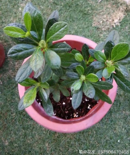 花中西施指的是哪种花「花中西施指的是哪种花花」