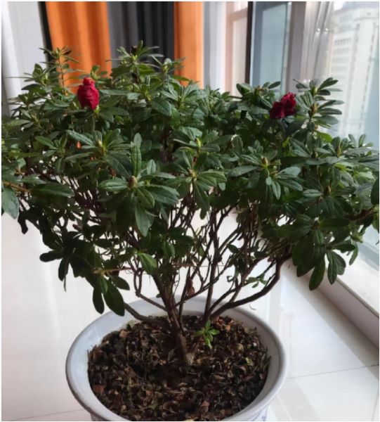 花中西施指的是哪种花「花中西施指的是哪种花花」