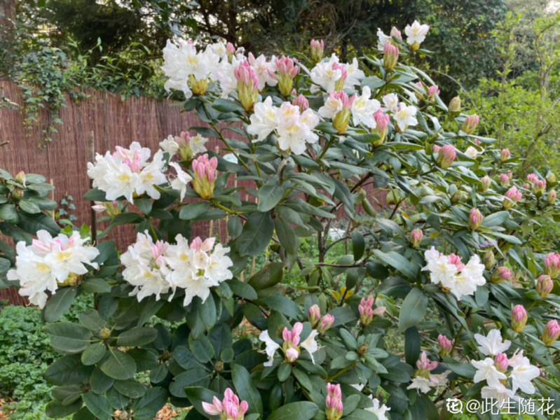 花中西施的花是什么「花中西施的花是什么花」