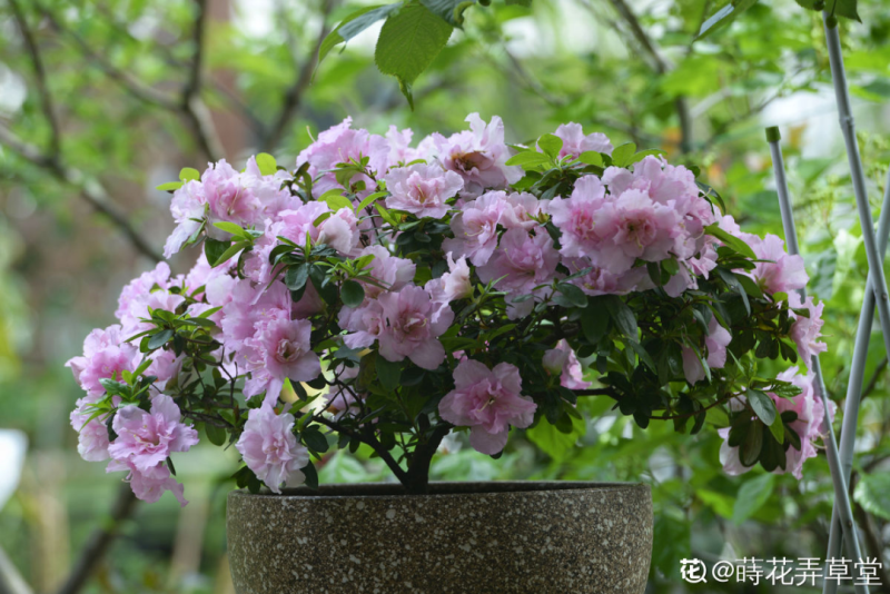 花中西施的花是什么「花中西施的花是什么花」