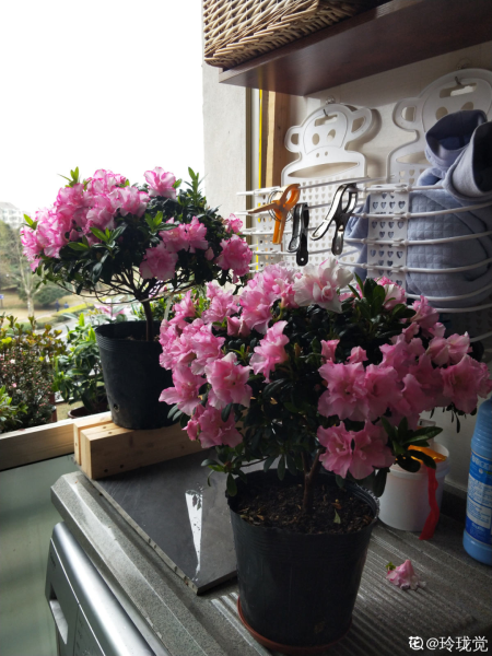 花中西施的花是什么「花中西施的花是什么花」
