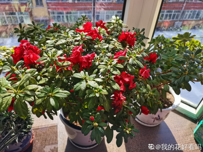 花中西施的花是什么「花中西施的花是什么花」