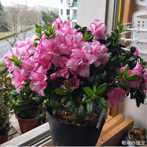 花中西施的花是什么「花中西施的花是什么花」