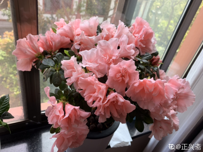 花中西施的花是什么「花中西施的花是什么花」
