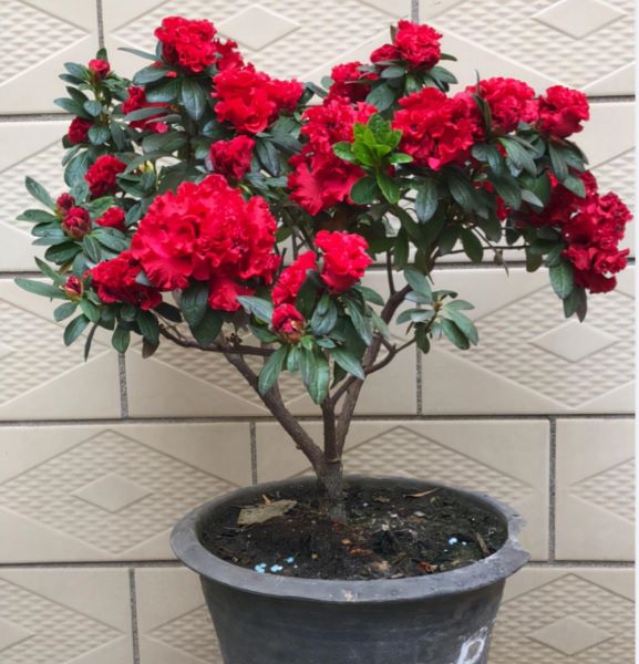 花中西施的花是什么「花中西施的花是什么花」