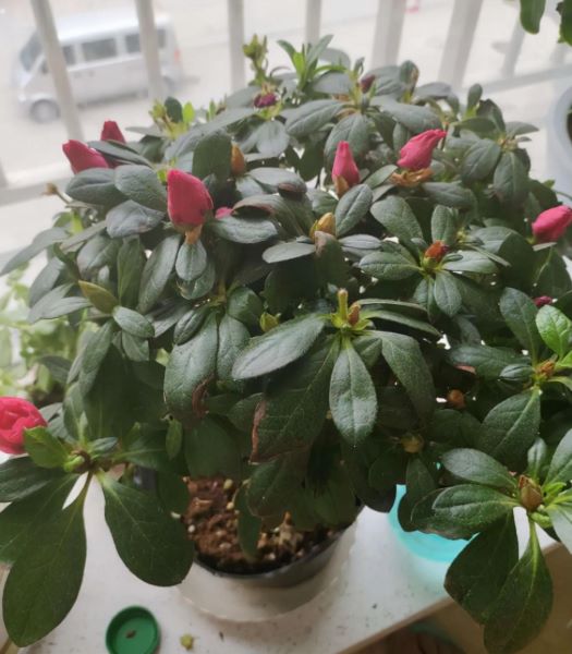 花中西施的花是什么「花中西施的花是什么花」