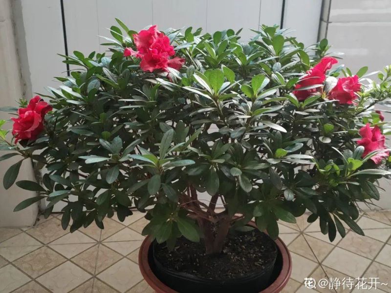 花中西施的花是什么「花中西施的花是什么花」