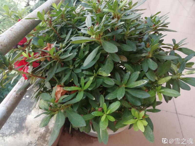 花中西施的花是什么「花中西施的花是什么花」