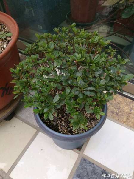 花中西施的花是什么「花中西施的花是什么花」