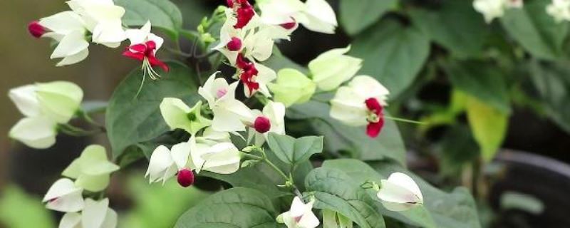 花卉龙吐珠怎么养殖「花卉龙吐珠怎么养殖的」