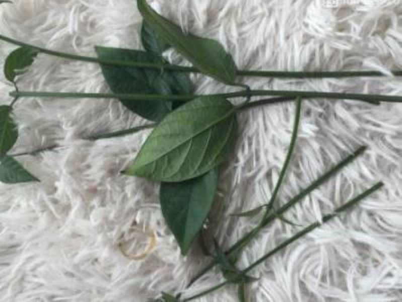 花卉龙吐珠怎么养殖「花卉龙吐珠怎么养殖的」