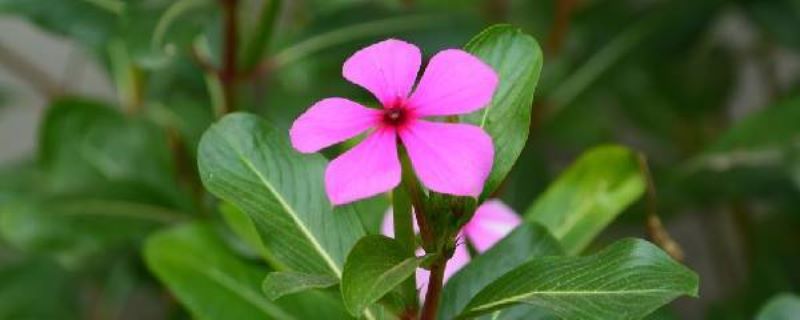 花叶蔓长春花怎么修剪「花叶蔓长春花怎么修剪视频」