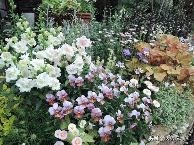 花坛一般种植什么花卉「花坛里种什么植物适合四季」