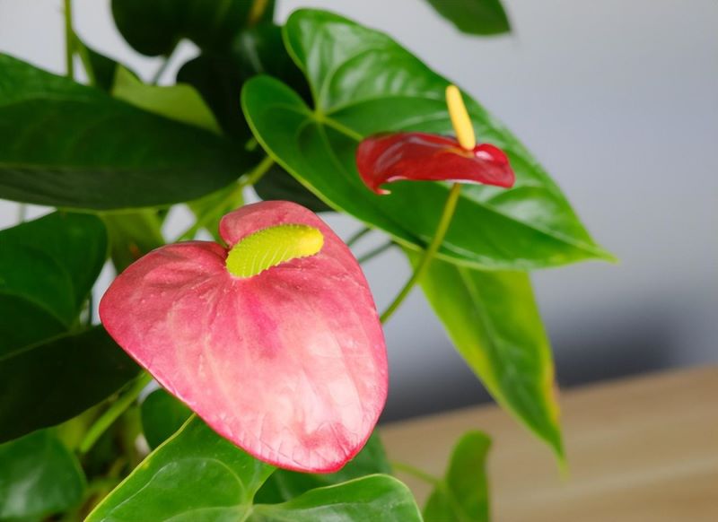 花期长又好养的花有哪些「365天开花不断的花卉」