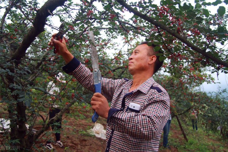 花椒树如何修剪「花椒树如何修剪视频」