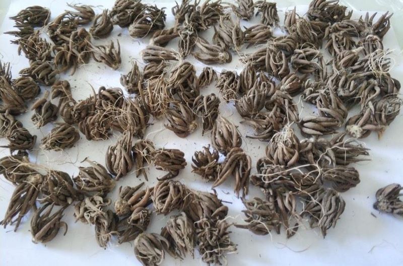 花毛茛好养吗「花毛茛好养吗-」