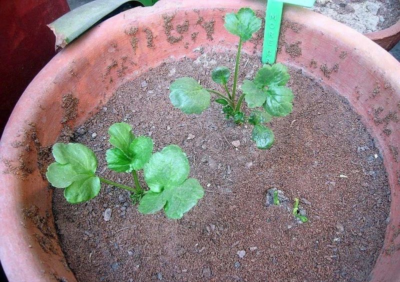 花毛茛种球怎么种植「花毛茛种球种植方法和时间」