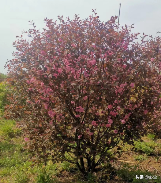 花灌木有哪些「花灌木有哪些树种」