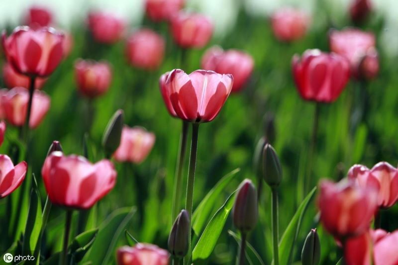 花的种植方法和过程「花的种植方法和过程图片」