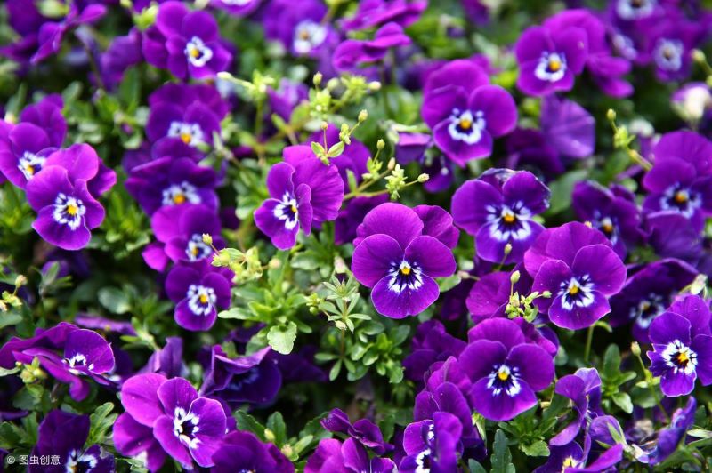 花的种植方法和过程「花的种植方法和过程图片」