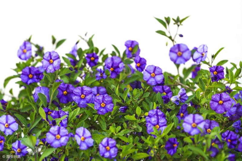 花的种植方法和过程「花的种植方法和过程图片」