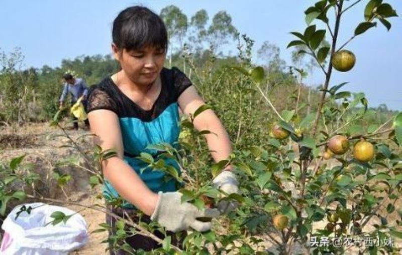 茶油树怎么种植「茶油树怎么种植油茶树怎么管理」
