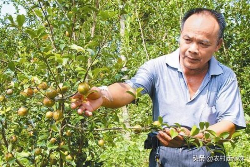 茶油树怎么种植「茶油树怎么种植油茶树怎么管理」