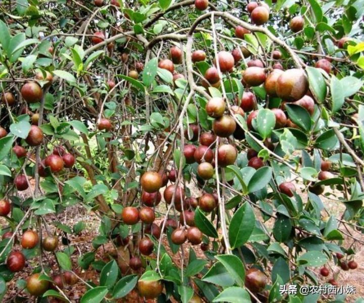 茶油树怎么种植「茶油树怎么种植油茶树怎么管理」