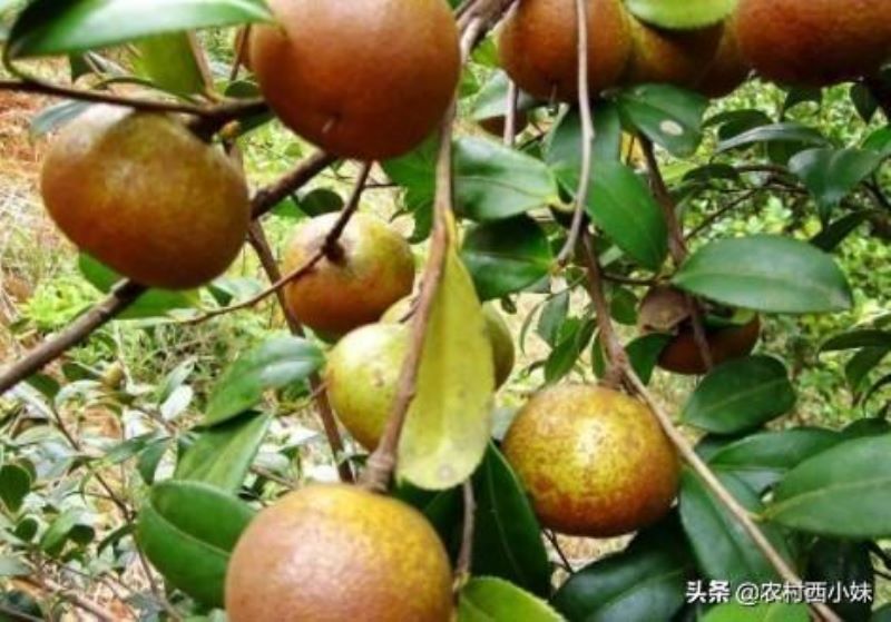 茶油树怎么种植「茶油树怎么种植油茶树怎么管理」