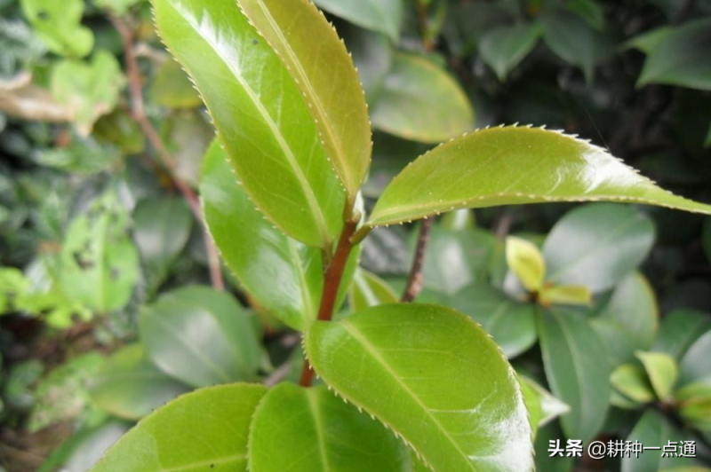 茶籽树怎么种植「茶籽树怎么种植技术」