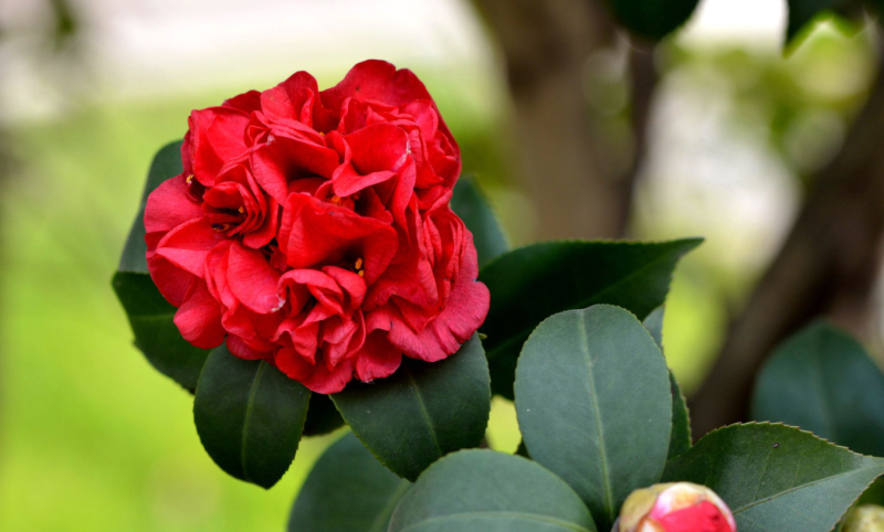 茶花什么时候开「茶花什么时候开花」