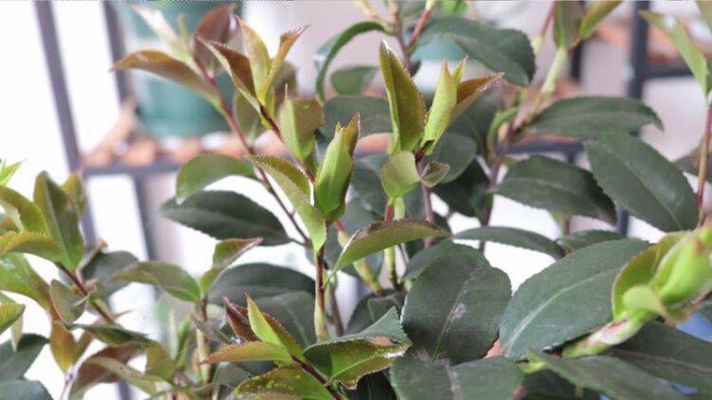 茶花什么时候开「茶花什么时候开花」