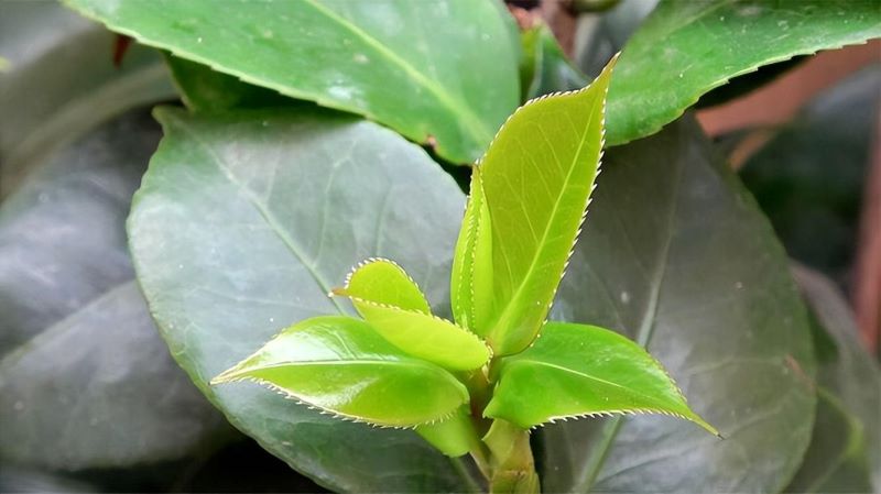 茶花什么时候开「茶花什么时候开花」