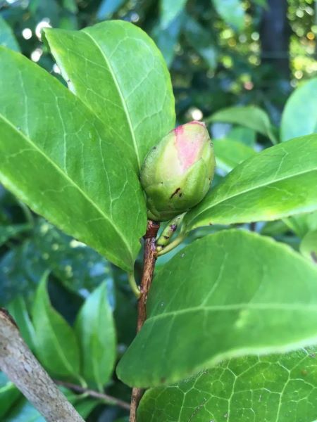 茶花怎么养家庭养法「四季茶花怎么养家庭养法」