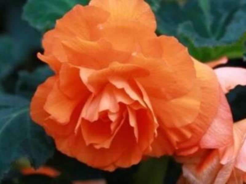茶花怎么管理和养护「茶花怎么管理和养护男士眉毛长能修吗」