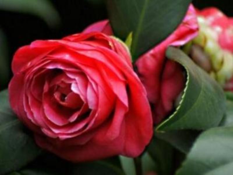 茶花怎么管理和养护「茶花怎么管理和养护男士眉毛长能修吗」