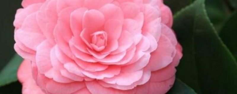 茶花怎样种植「茶花怎样种植和养护方法」
